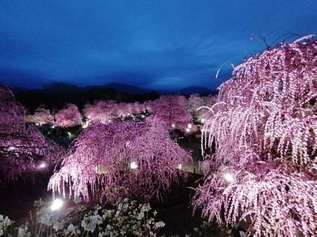 �P�W�����̎��_�B��̃��C�g�A�b�v�͂P�X�������ꂪ�������߂ł��B_�鎭�̐X�뉀