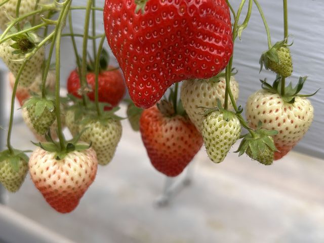 ���C�����N�C�[��_�����݂̗��������̉�