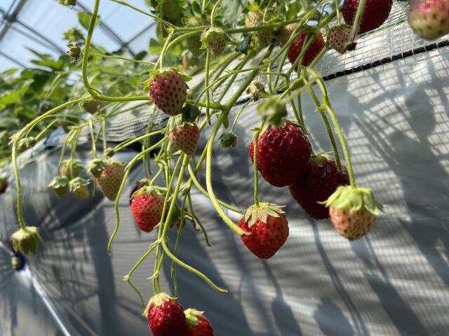 �S�̓I�ɏ����ł��B_���t䕉�