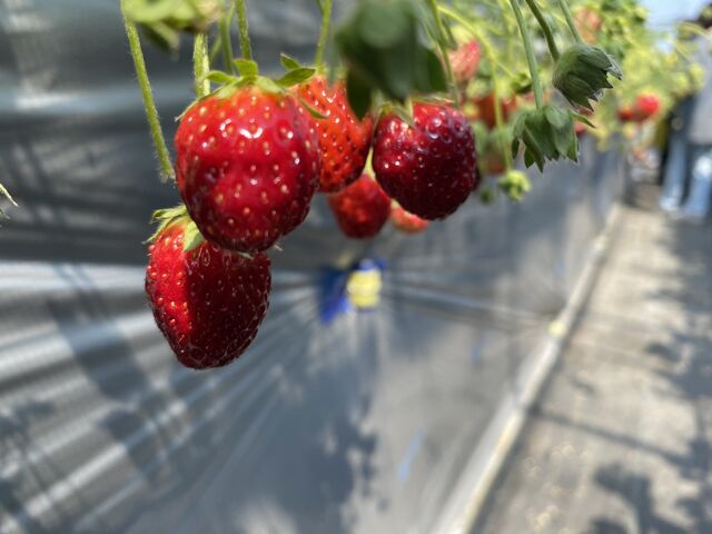 �H�׎n�߂͑傫�ȗ�������܂����B����Ґ��͂Q�̃n�E�X��40�l���炢�B_���t䕉�