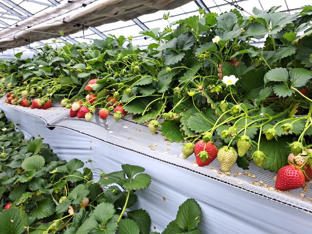 �Â��Ĕ��������������ł�����_������������