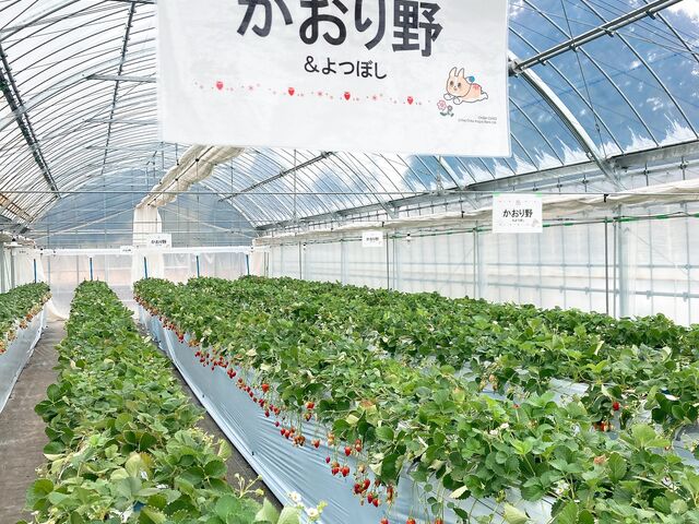 �C�`�S��5��I_���΂���t�@�[��