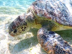 Ƃ邳nico {Óւ̓eʐ^1