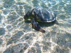 operanico {Óւ̓eʐ^1