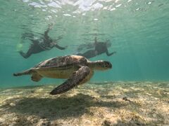 [肳nico {Óւ̓eʐ^1