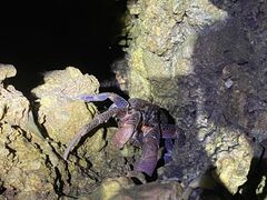 Benchan0828̐Ί_ ADVENTURE PiPiւ̓eʐ^2