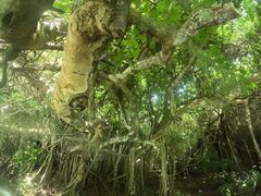 Hinako̐Ί_ ADVENTURE PiPiւ̓eʐ^1