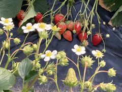 ݂񂳂̃tBI[ւ̓eʐ^1