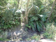 �}�C�a�n�n����̉Y����̓��e�ʐ^1