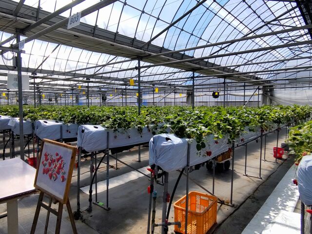 �L���ł�_���܂���t���[�c�t�@�[��