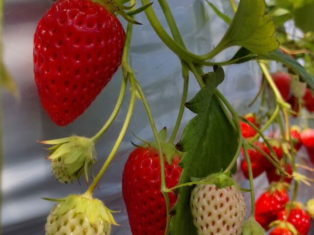 �����r���̃C�`�S_���܂���t���[�c�t�@�[��