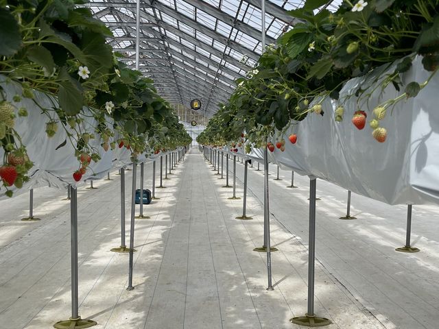 ���邢�n�E�X�̒��Ŋ��C���ǂ�
�������̌��ł��܂����B_goone5