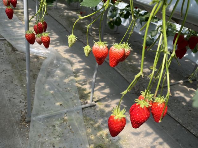 �n�E�X���̂�����_�������񂿂̂��������