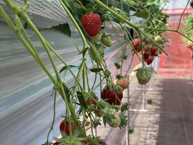 �_�܂��܉�