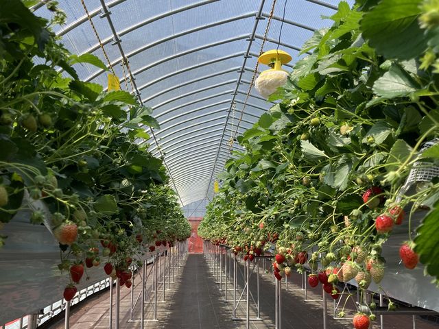 �n�E�X��_�܂��܉�