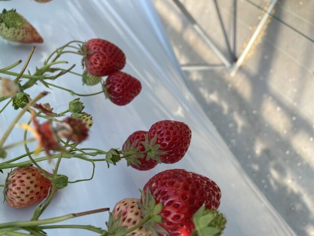 �����Ȃ�����_�����x���[