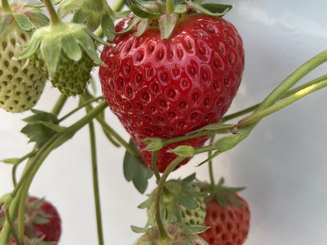 �傫������_�����x���[