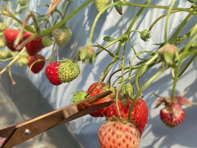 ���Ԃ�ȃn�T�~�Ń`���L��_�����x���[