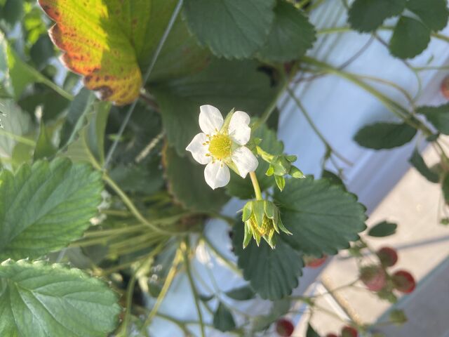 �~�c�o�`�͔��ł��Ȃ��̂ŋ��͐l�͑��v�ł�_�����x���[