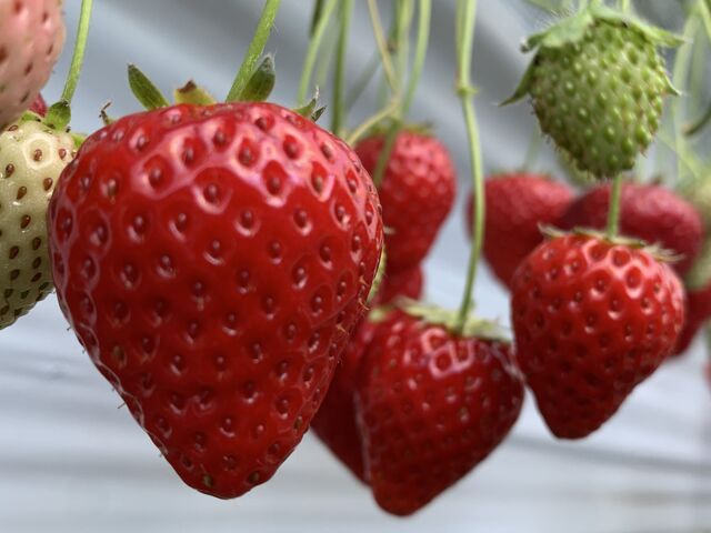 �^���Ԃȑ嗱�C�`�S����_strawberryfarm �V���C���x���[