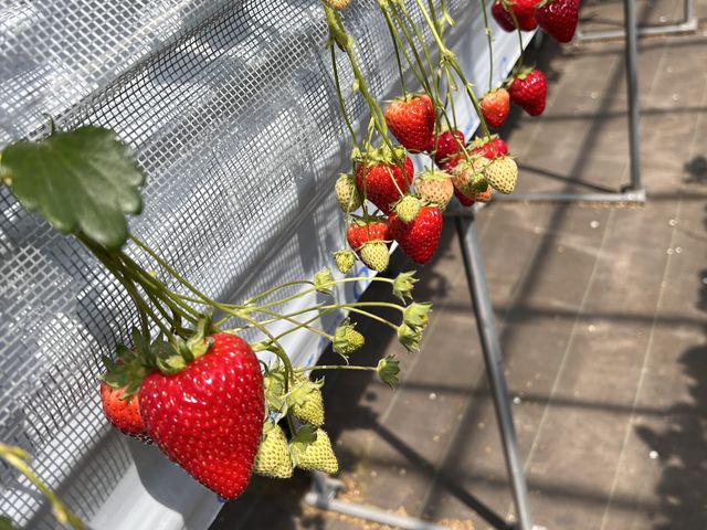 �����ɂ���̂Ŋy�X䕂��Ƃ�܂�_strawberryfarm �V���C���x���[