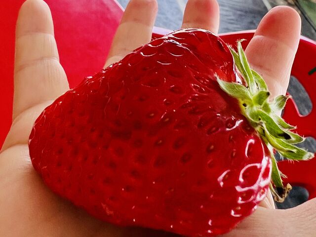 �S�x��BIG�T�C�Y_strawberryfarm �V���C���x���[