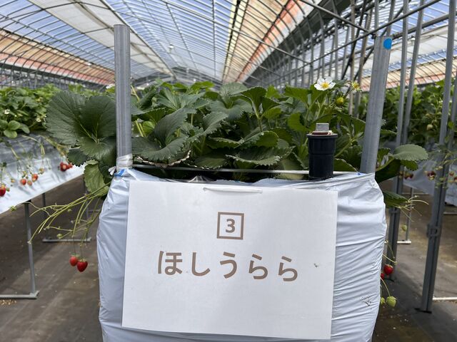 �t�@�[����Ԑl�C�炵���ł�
���̍��肪���ĊÂ�䕂ł�_strawberryfarm �V���C���x���[