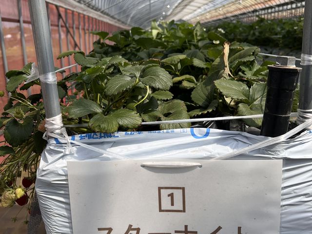 ���̈�Ԃ��C�ɓ���
�Â��Ǝ_���̃o�����X���s�J�C�`_strawberryfarm �V���C���x���[