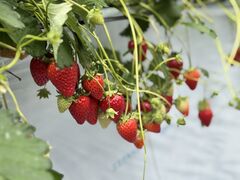 ̂̂̂͂Ȃ̂t@[ւ̓eʐ^2