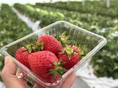 ЂȂ̂̂˔_ւ̓eʐ^1