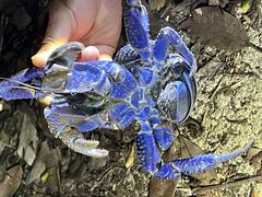 ̋{blue܂ق΂ւ̓eʐ^1