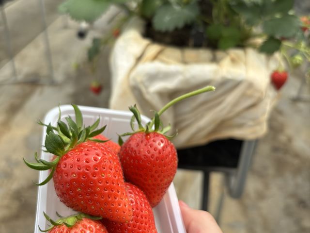 ���C�ɓ���͂�悢�Ђ�_�A�O�x���[