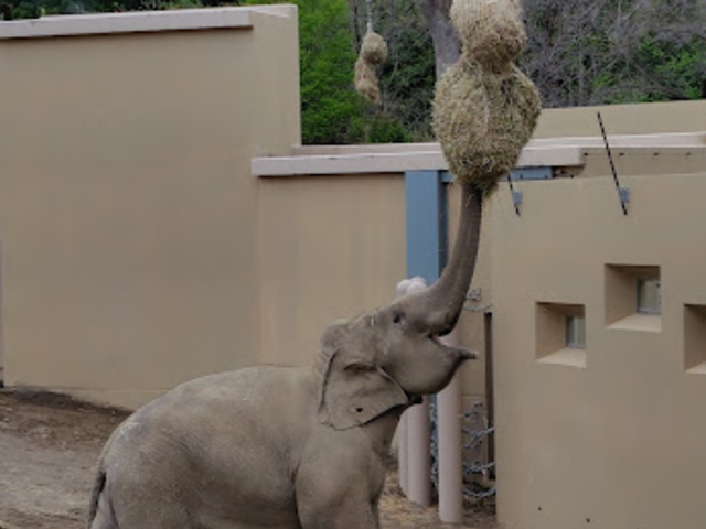 �쐶���Č����鋋�a�̕��@_�~�R������