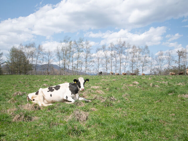 ���낢�ł��鋍����_�\���A���v�X�q��