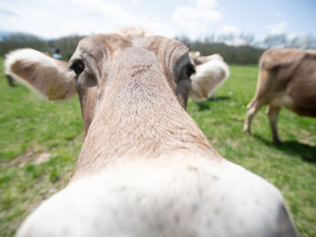 �u���E���X�C�X��������Ă��Ă܂���_�\���A���v�X�q��