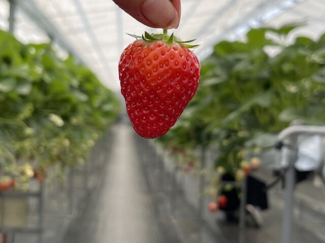 ���̓��͋󂢂Ă����̂� ���b�L�[�ł����B
�~�����đ傫���C�`�S�΂���H�ׂ��Ⴂ�܂�����_�������C�ӂ̂��������s���F�t�F�����t