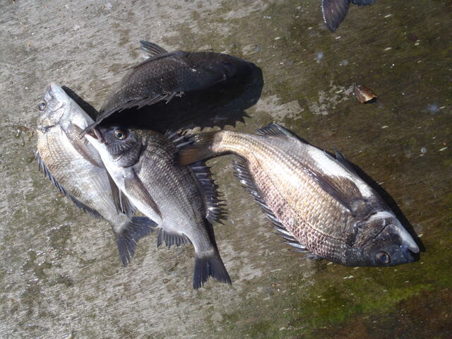 takasikuni̐Vނ蔳̓eʐ^3