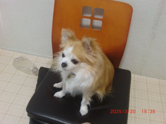 �`���������ɍD���Ȃ̂ŐG�ꍇ���Ă悩�����ł�_���ʂ̂�����@��˓X