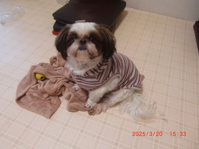 �V�[�Y�[����Ԕ�т��Ă��܂���_���ʂ̂�����@��˓X