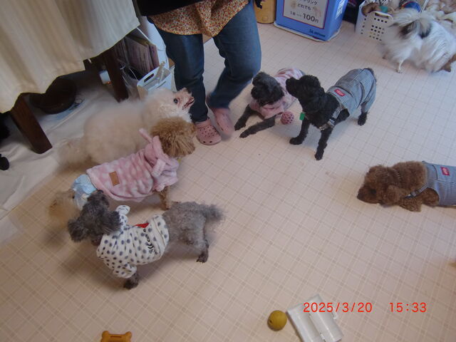 12�����̃���������1�l�Ō����Ă���A���ɑ�ς����ł���_���ʂ̂�����@��˓X