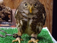 񂳂̃ANAtHXg@-̐X-ւ̓eʐ^1