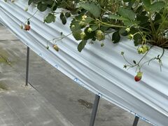 �Ђ܂�肳��̏㐙�_���ւ̓��e�ʐ^1