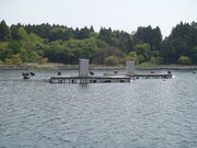 takasikuni̐Vނ蔳̓eʐ^2