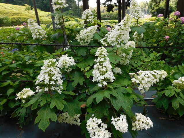 O`̎Oˎ̃AWTC̓eʐ^3