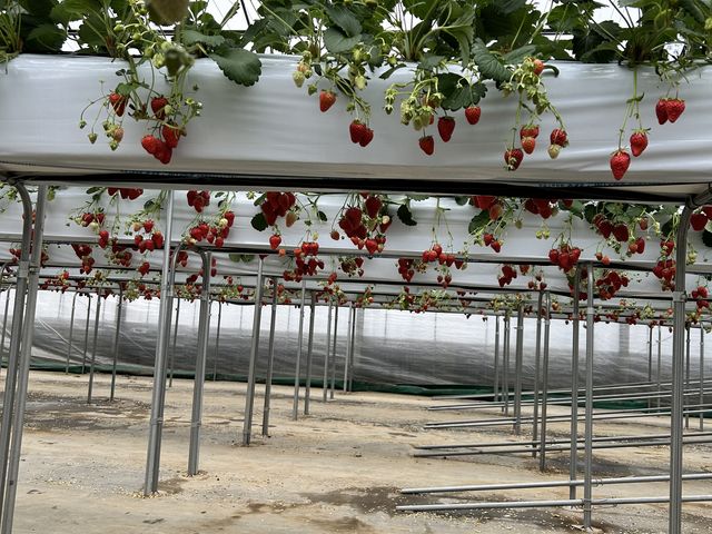 �����܂Ȃ��Ă��������A����������܂���ł����B_�c���ό��_��