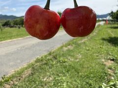 J񂳂̃iJmt[ciόʎjւ̓eʐ^1