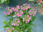 O`̎Oˎ̃AWTC̓eʐ^2