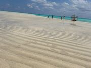 �ȂȂ���񂳂�̃��������V�[�}���Y�N���u�̓��e�ʐ^1