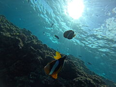 JIDiving@Shop Leii_CrOVbvCjւ̓eʐ^1