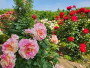 �����̂肳��̈�{�،����̓��e�ʐ^4